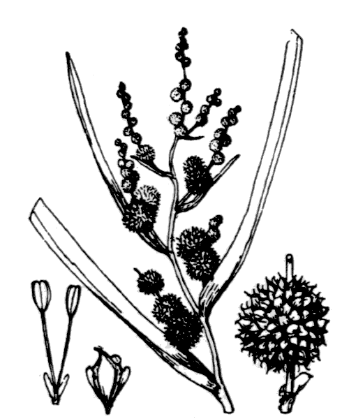 Illustration de Coste