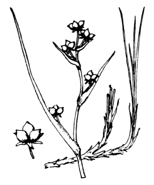 Scheuchzeria palustris L. - illustration de coste