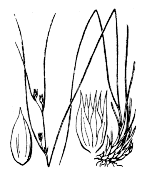 Oreojuncus trifidus (L.) Záv.Drábk. & Kirschner - illustration de coste