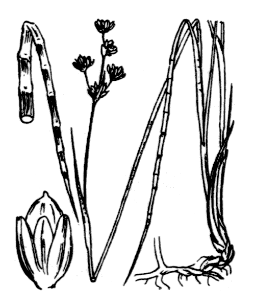 Juncus alpinoarticulatus Chaix subsp. alpinoarticulatus - illustration de coste