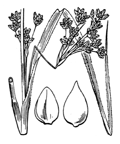 Cladium mariscus (L.) Pohl - illustration de coste