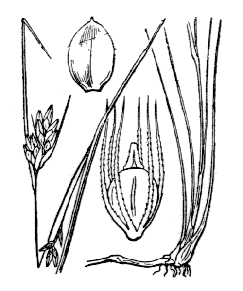 Rhynchospora fusca (L.) W.T.Aiton - illustration de coste