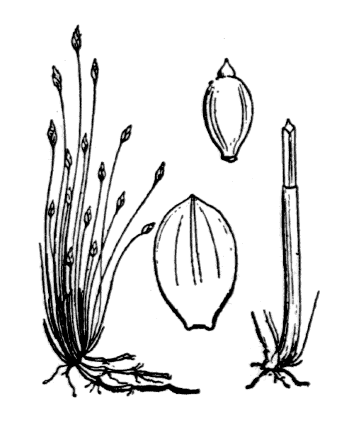 Eleocharis acicularis (L.) Roem. & Schult. - illustration de coste
