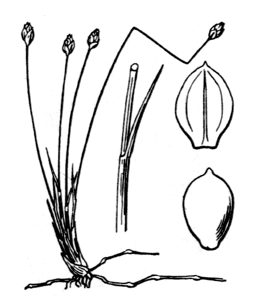 Illustration de Coste