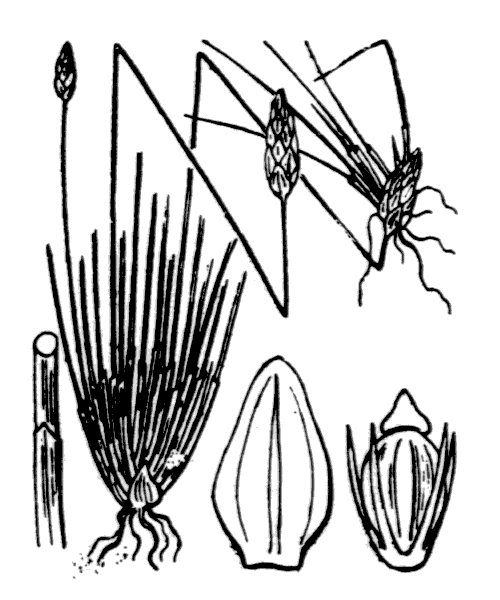Eleocharis multicaulis (Sm.) Desv. - illustration de coste