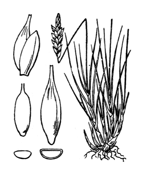 Carex macrostylos Lapeyr. - illustration de coste
