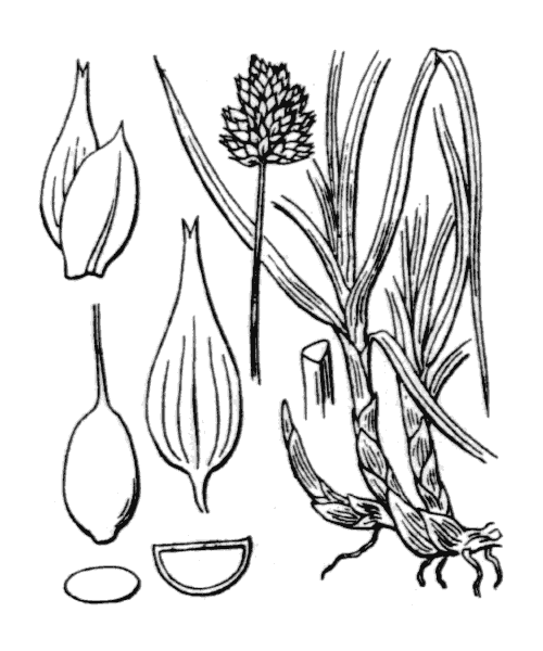 Illustration de Coste