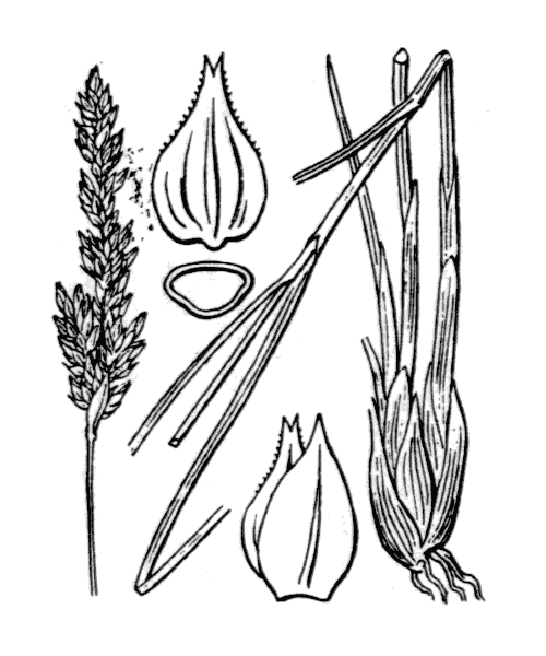 Carex appropinquata Schumach. - illustration de coste