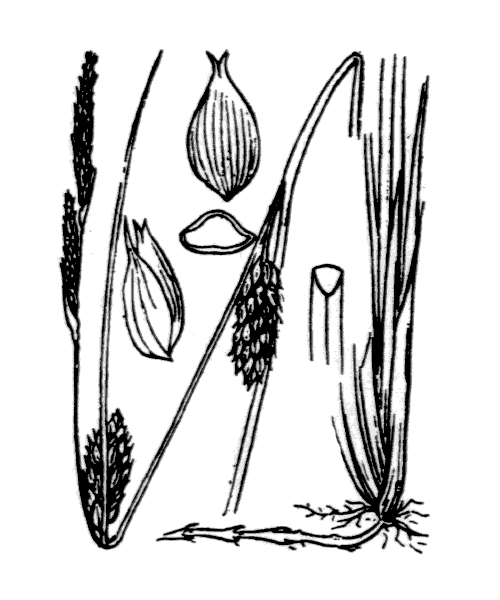 Illustration de Coste