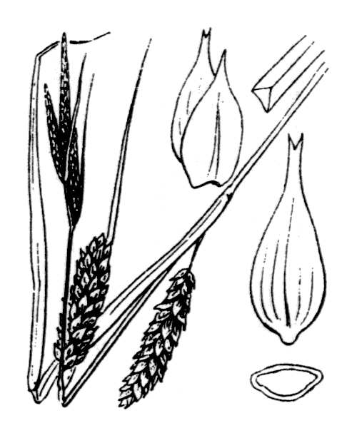 Carex vesicaria L. - illustration de coste