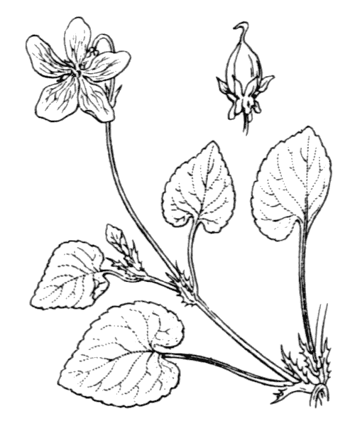 Viola reichenbachiana Jord. ex Boreau - illustration de coste