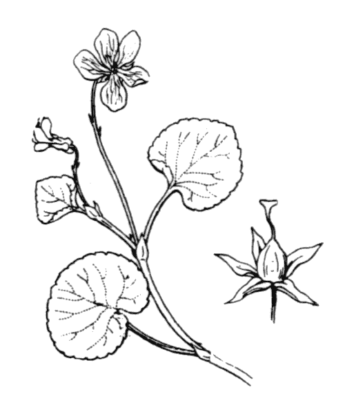 Illustration de Coste