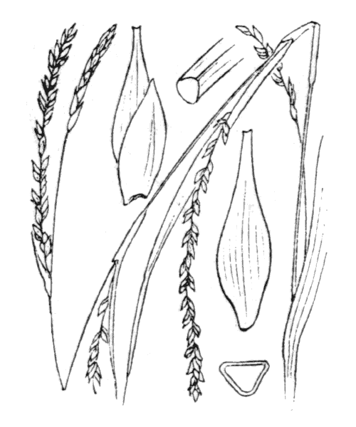 Carex strigosa Huds. - illustration de coste