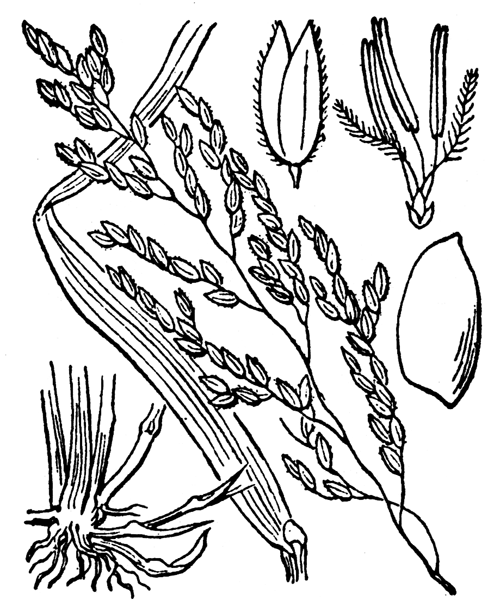 Illustration de Coste