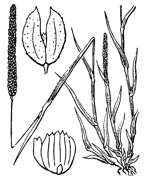 Illustration de Coste