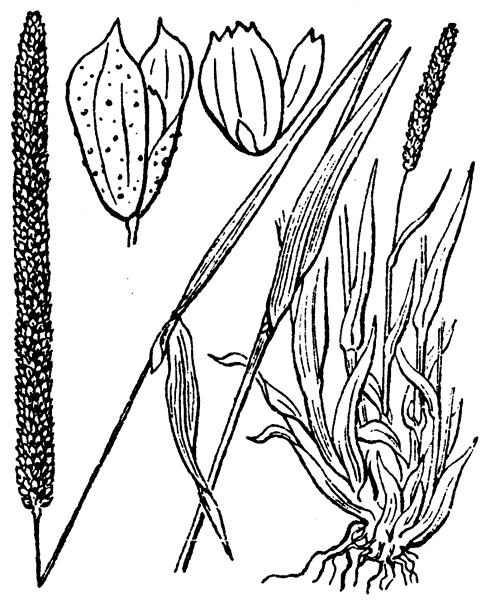 Illustration de Coste