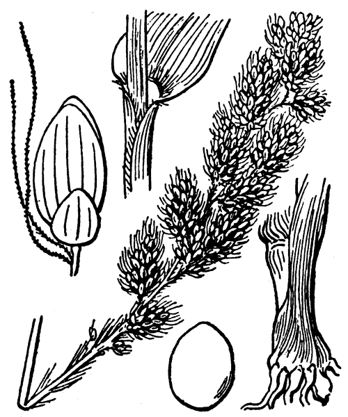 Illustration de Coste