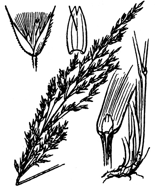 Calamagrostis villosa (Chaix) J.F.Gmel. - illustration de coste