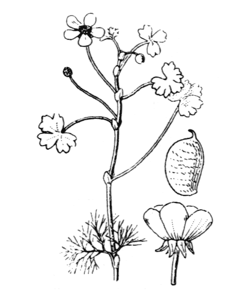 Illustration de Coste