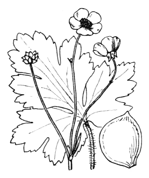 Ranunculus velutinus Ten. - illustration de coste