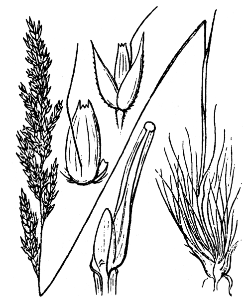 Agrostis curtisii Kerguélen - illustration de coste