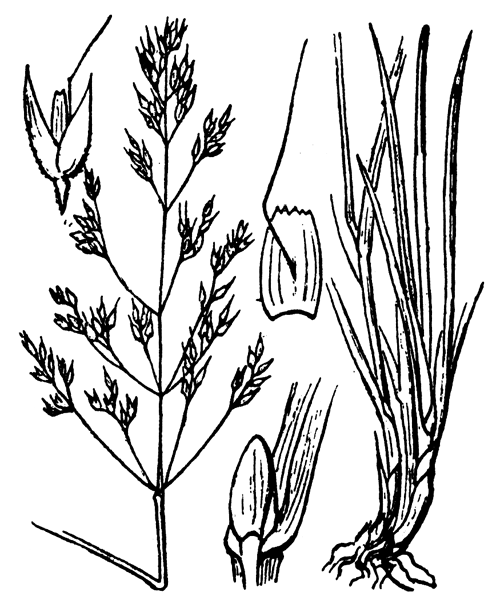Agrostis mertensii Trin. - illustration de coste