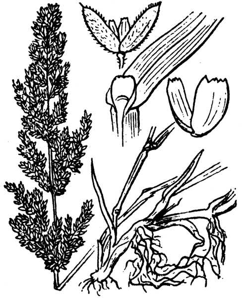 Polypogon viridis (Gouan) Breistr. - illustration de coste
