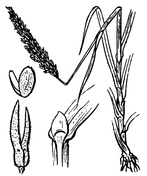 Illustration de Coste