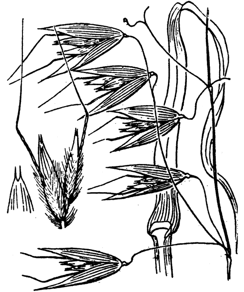 Avena fatua L. subsp. fatua - illustration de coste
