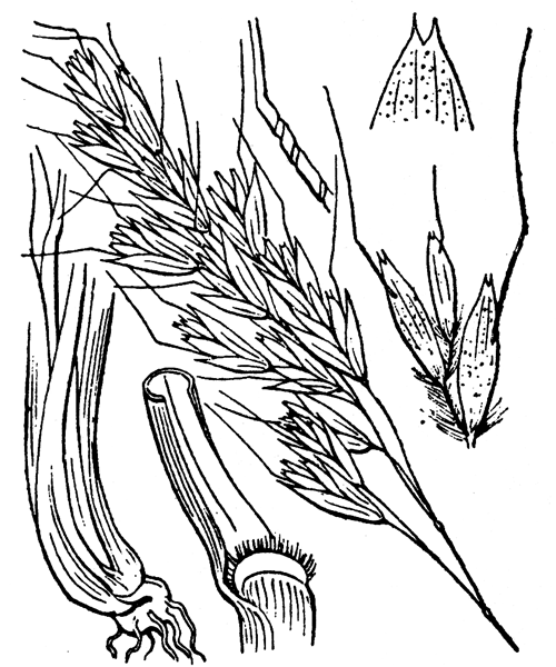 Helictotrichon sedenense (Clarion ex DC.) Holub subsp. sedenense - illustration de coste