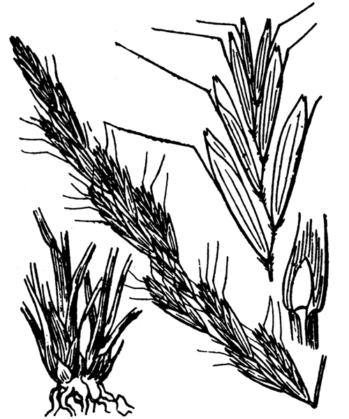 Helictochloa bromoides (Gouan) Romero Zarco subsp. bromoides - illustration de coste