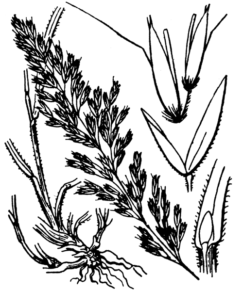 Trisetum baregense Laffitte & Miégev. - illustration de coste