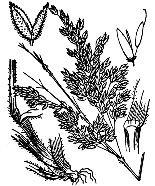 Holcus lanatus L. - illustration de coste