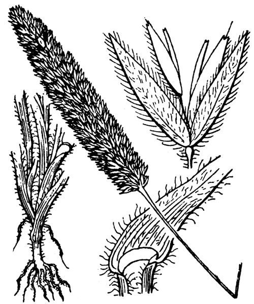 Rostraria pubescens (Lam.) Trin. - illustration de coste