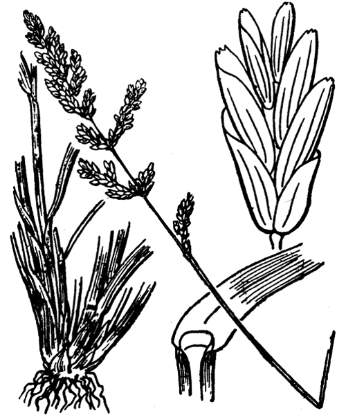 Puccinellia fasciculata (Torr.) E.P.Bicknell subsp. fasciculata - illustration de coste