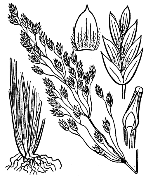 Bellardiochloa variegata (Lam.) Kerguélen - illustration de coste