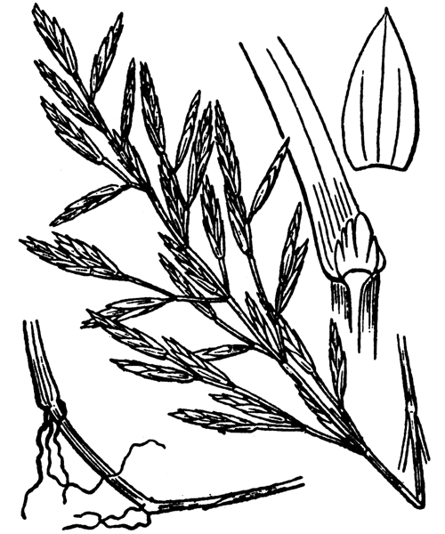 Cutandia maritima (L.) Benth. - illustration de coste