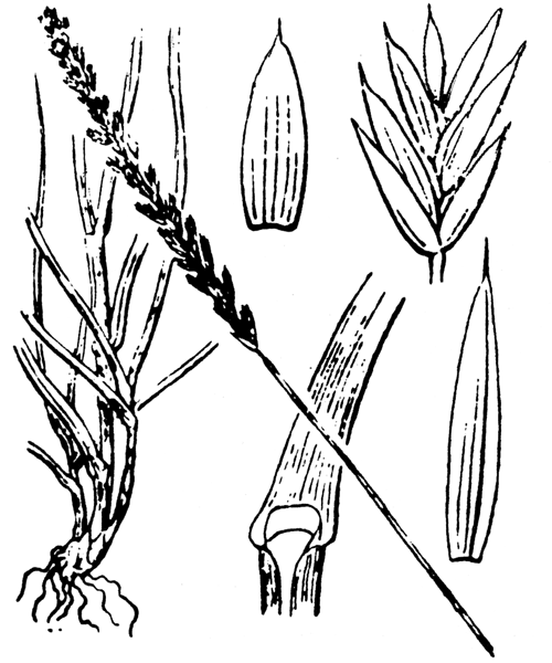 Illustration de Coste