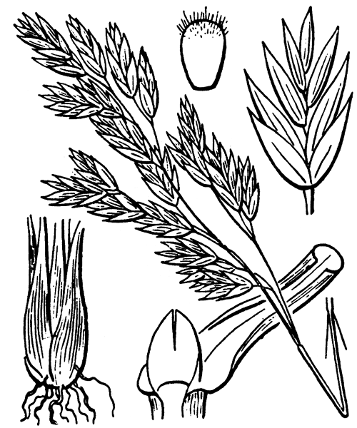 Patzkea paniculata subsp. spadicea (L.) B.Bock - illustration de coste