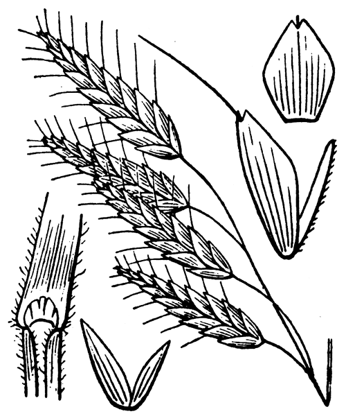 Illustration de Coste