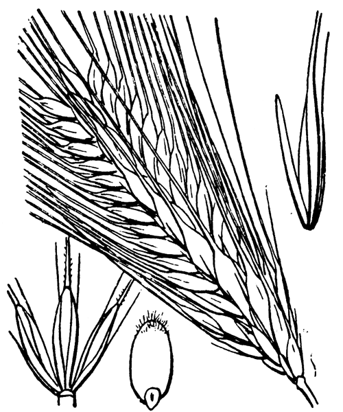 Hordeum vulgare L. subsp. vulgare - illustration de coste