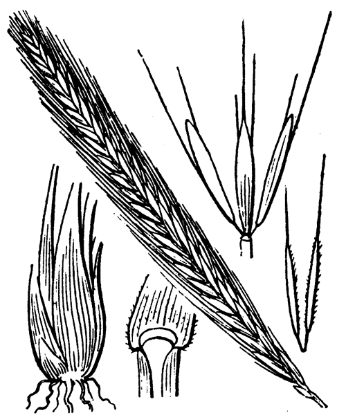 Hordeum bulbosum L. - illustration de coste