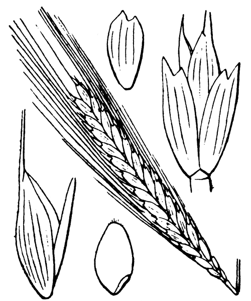 Illustration de Coste