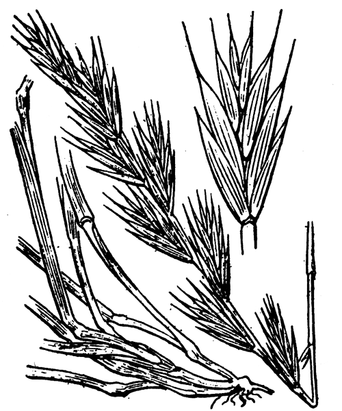 Elytrigia repens (L.) Desv. ex Nevski - illustration de coste