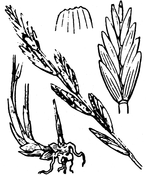 Illustration de Coste