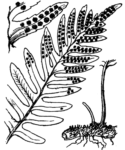Polypodium vulgare L. - illustration de coste