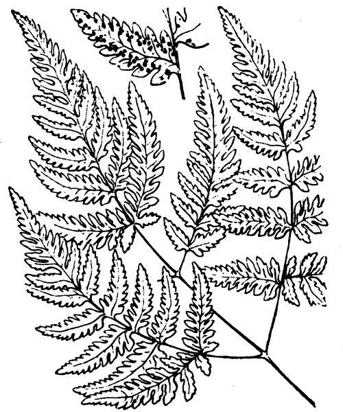 Gymnocarpium dryopteris (L.) Newman - illustration de coste