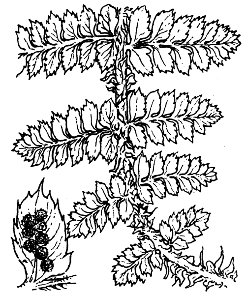 Polystichum braunii (Spenn.) Fée - illustration de coste