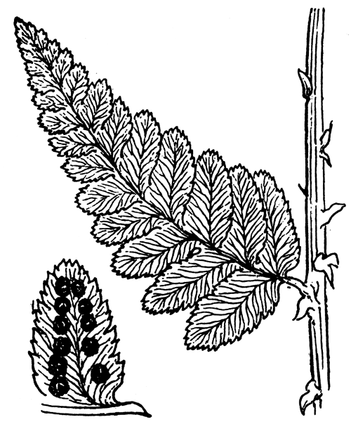 Dryopteris cristata (L.) A.Gray - illustration de coste