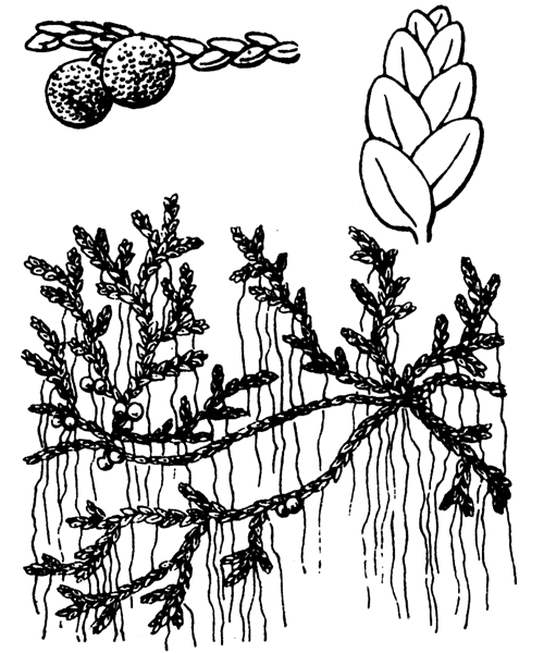 Illustration de Coste